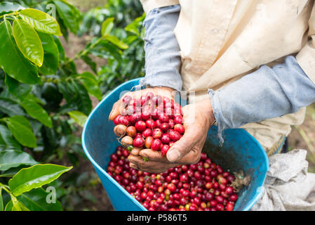 Bauer zeigt rot und hob die Kaffeebohnen in seinen Händen Stockfoto