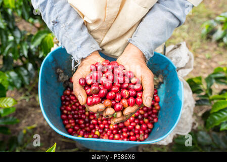 Bauer zeigt rot und hob die Kaffeebohnen in seinen Händen Stockfoto