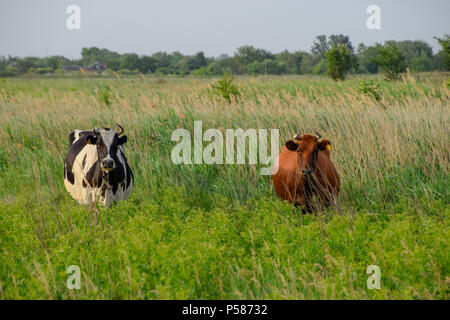 Zwei Kühe auf der Weide. Braun und Schwarz weisse Kühe. Kühe schauen in die Kamera Stockfoto