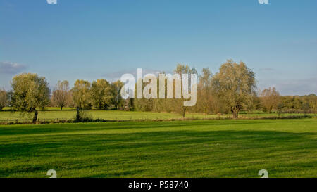 Landschaft mit grünen Wiesen und Bäume an einem sonnigen Tag mit strahlend blauem Himmel in der Flämischen Landschaft Stockfoto