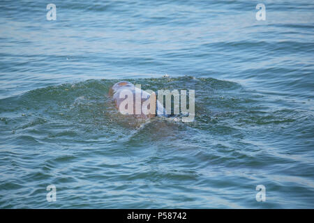 Gemeinsamen Tümmler, die Rückenflosse in der Nähe von Sanibel Island in Florida Stockfoto