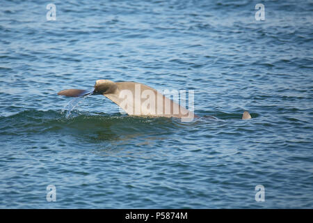 Heck des tauchen häufig große Tümmler in der Nähe von Sanibel Island in Florida Stockfoto