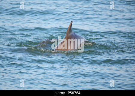 Gemeinsamen Tümmler, die Rückenflosse in der Nähe von Sanibel Island in Florida Stockfoto