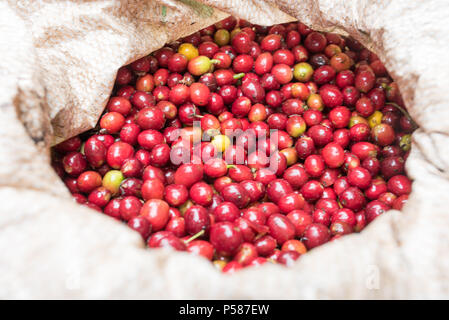 Rote reife Kaffeebohnen im Beutel Stockfoto