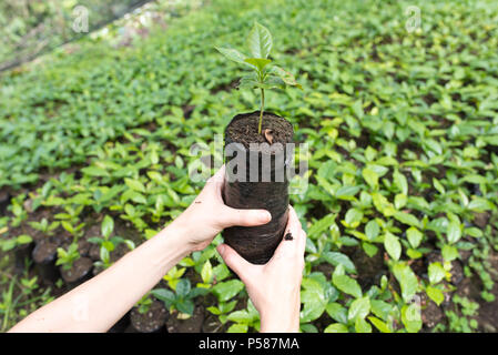 Bauer Holding eine junge Pflanze in Ihrer Hand Stockfoto
