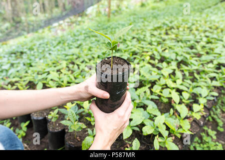 Bauer Holding eine junge Pflanze in Ihrer Hand Stockfoto