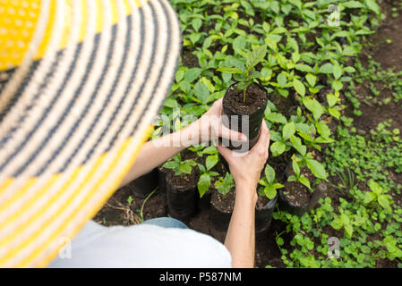 Bauer Holding eine junge Pflanze in Ihrer Hand Stockfoto