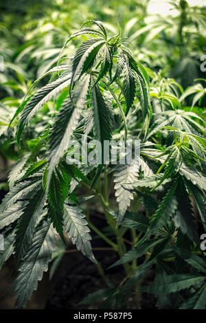 Indoor Marihuana Pflanzen Blätter wachsen unter Lampen Stockfoto