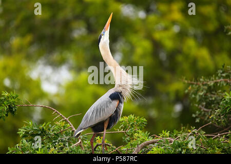Great Blue Heron (Ardea Herodias) in der Zucht Display. Es ist die größte nordamerikanische Reiher. Stockfoto