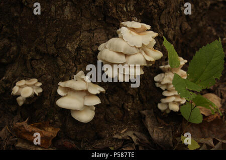 Weißer Schimmel wächst in Clustern auf der Basis von großen Baum Stockfoto