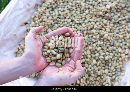 Hände halten Kaffeebohnen gewaschen auf einer kaffeefarm in Jericó, Kolumbien im Zustand von Antioquia Stockfoto