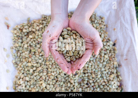 Hände halten Kaffeebohnen gewaschen auf einer kaffeefarm in Jericó, Kolumbien im Zustand von Antioquia Stockfoto