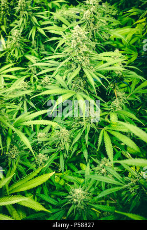 Helle grüne Cannabis Hintergrund mit ausgereiften Blume wächst auf Zimmerpflanzen Stockfoto