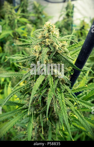 Detaillierte Nahaufnahme von Marihuana Blütenknospe auf Indoor Pflanzen Stockfoto