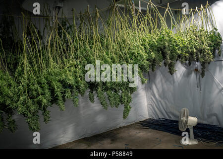 Indoor Marihuana wachsenden Betrieb mit Pflanzen auf den Kopf für Trocknung Stockfoto