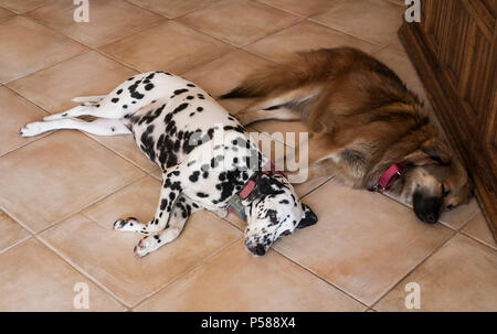 Zwei Hunde zur Seite an Seite zusammen am Boden, Innen, entspannende © Myrleen Pearson. Ferguson Cate Stockfoto