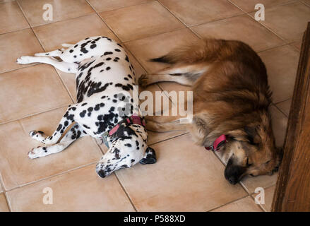 Zwei Hunde zur Seite an Seite zusammen am Boden, Innen, entspannende © Myrleen Pearson. Ferguson Cate Stockfoto