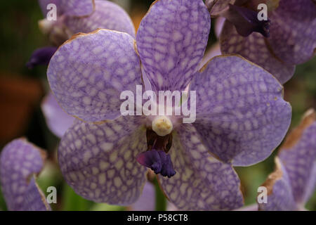 Nahaufnahme von Vanda Coerulea blaue Orchidee Stockfoto