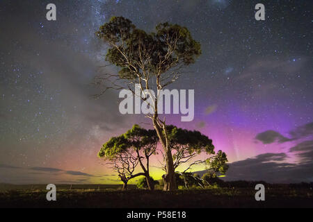 Bunte blauen Aurora hinter Gum Tree Stockfoto