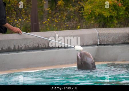 Eine sehr junge Beluga, die Nachahmung der Erwachsenen wurde während einer Trainingseinheit im Marineland Canada, so dass der Trainer das Ziel gehalten, so dass es spielen könnte. Stockfoto