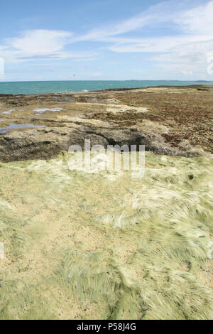 Pedra Oca Strand, Nísia Floresta, Rio Grande do Norte, Brasilien Stockfoto