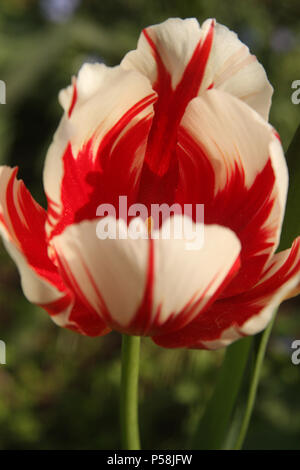 Bicolor Tulip Stockfoto