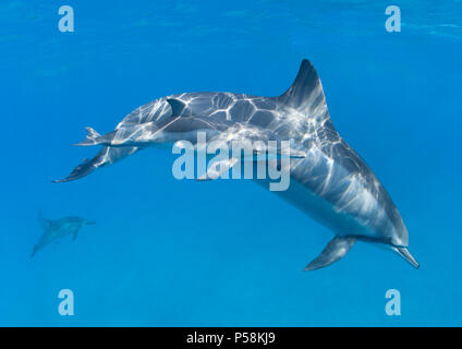 Mutter und Kalb Spinner Delfine vor der Küste von Maui. Stockfoto