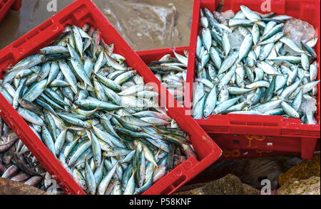 Runde scad nach dem Fang in der Seafood Market verkauft ist eine nahrhafte proteinreiche Nahrungsmittel für die menschliche Gesundheit zu profitieren Stockfoto