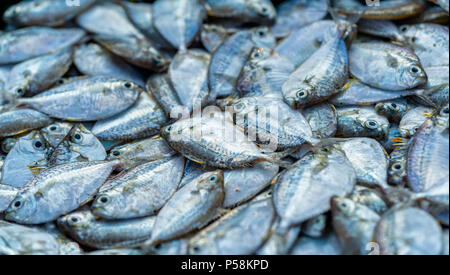 Ponyfish nach dem Fang in der Seafood Market verkauft ist eine nahrhafte proteinreiche Nahrungsmittel für die menschliche Gesundheit zu profitieren Stockfoto