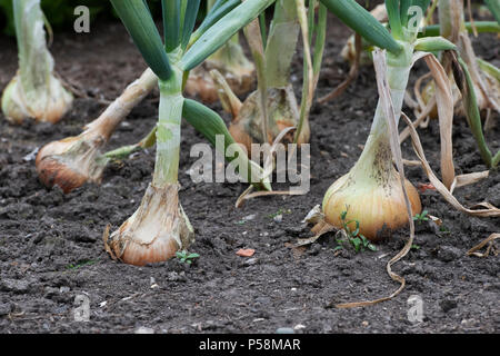 Allium cepa. Senshyu Yellow Zwiebel Sätze in einem Gemüsebeet. Japanische über-wintering Zwiebel Stockfoto