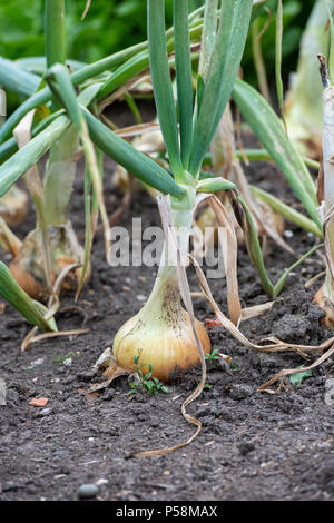 Allium cepa. Senshyu Yellow Zwiebel Sätze in einem Gemüsebeet. Japanische über-wintering Zwiebel Stockfoto