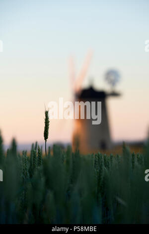 Weizen Feld vor Thame Windmühle bei Sonnenaufgang in der Nähe des Dorfes große Haseley, South Oxfordshire, England Stockfoto