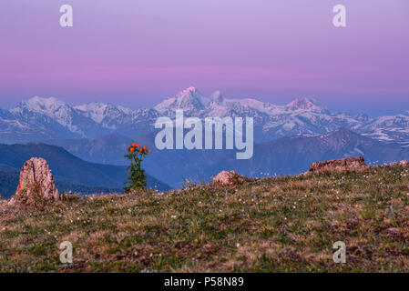 Erstaunlich, Weiß und Orange wilde Blumen, wachsen in den Bergen vor dem Hintergrund der schneebedeckten Berge hoch, belukha Berge und rosa Himmel an sunris Stockfoto