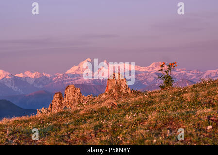 Erstaunlich, Weiß und Orange wilde Blumen, wachsen in den Bergen vor dem Hintergrund der schneebedeckten Berge hoch, belukha Berge und rosa Himmel an sunris Stockfoto