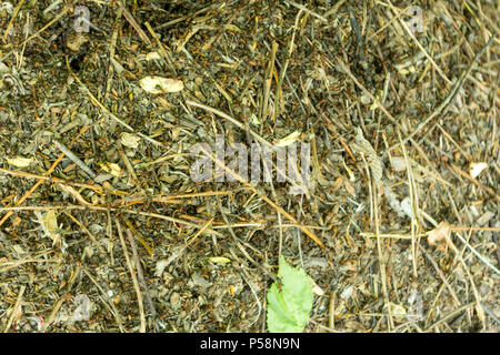 Eine Menge Ameisen arbeiten mit Sorgfalt in einem Ameisenhaufen und schwere Lasten für den Bau. Teamarbeit. Stockfoto