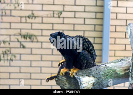 Ein kleiner Affe, eine rote Hand Tamarin, sitzt in der Nähe von einem Fenster auf einen Baum und befasst sich mit Menschen, die dem Novosibirsk Zoo kam bei den Tieren zu suchen Stockfoto