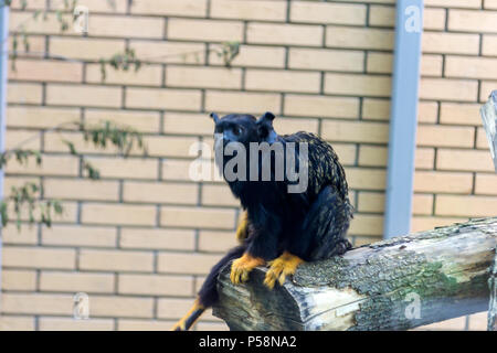 Ein kleiner Affe, eine rote Hand Tamarin, sitzt in der Nähe von einem Fenster auf einen Baum und befasst sich mit Menschen, die dem Novosibirsk Zoo kam bei den Tieren zu suchen Stockfoto