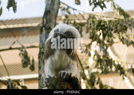 Schwarze und weiße Farbe kleiner Affe Ödipus Tamarin im Zoo, am Baum und schauen in die Kamera. Ordnung: Primaten Familie: Ingame. Pinc Stockfoto