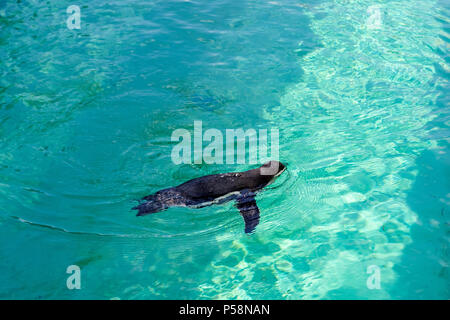 Der kleine Pinguin gumboldt schwimmt allein im Zoo Pool in blaue Wasser an einem sonnigen Tag. Pinguin an der Novosibirsk Zoo. Stockfoto