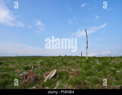 Nach einigen Bäumen Operationen, die Oberseite der Karotte Hill beginnt zur Natur zurückzukehren, langsam Glätten Das destruktive Potential von Bäumen. Stockfoto