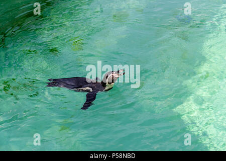 Der kleine Pinguin gumboldt schwimmt allein im Zoo Pool in blaue Wasser an einem sonnigen Tag. Pinguin an der Novosibirsk Zoo. Stockfoto
