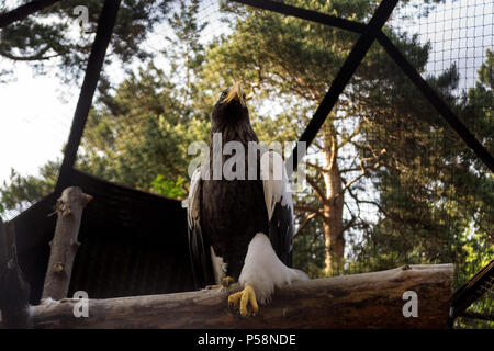 Die stellers Sea Eagle sitzt auf einem Baum in einem strengen Pose und schaut weg in einem großen Käfig mit einem hölzernen Haus und große Steine in Novosibirsk Zoo Stockfoto