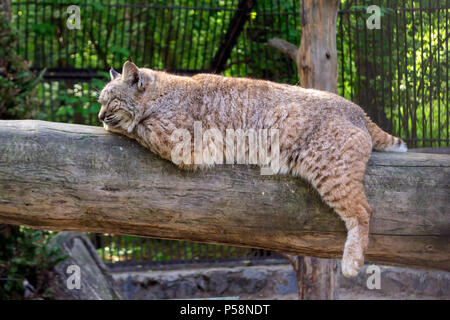 Die red lynx Bobcat schläft liegend auf einer horizontalen log Dangling seiner Pfoten und schloss seine Augen auf einer klaren sonnigen Nachmittag an der Novosibirsk Zoo Stockfoto