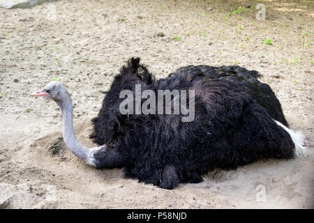 Ein großer schwarzer Vogel Strauß mit langem Hals sitzt auf dem Sand mit seinen Beinen versteckt und sieht sich um in Novosibirsk zoo Stockfoto