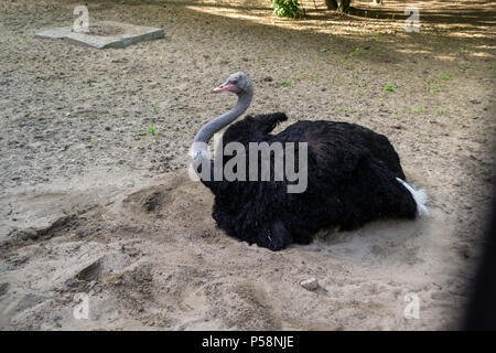 Ein großer schwarzer Vogel Strauß mit langem Hals sitzt auf dem Sand mit seinen Beinen versteckt und sieht sich um in Novosibirsk zoo Stockfoto