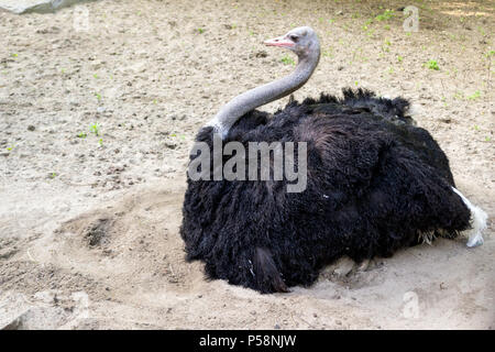 Ein großer schwarzer Vogel Strauß mit langem Hals sitzt auf dem Sand mit seinen Beinen versteckt und sieht sich um in Novosibirsk zoo Stockfoto