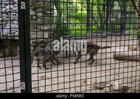 Drei schwarze hungrigen Wölfe kämpfen für das Recht auf einen Holzstab zu besitzen, während hinter Gittern mit Eisenstangen in Novosibirsk zoo Stockfoto