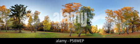 Wald im Herbst Panorama Park Stockfoto