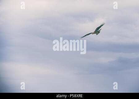 Greifvogel gegen bewölkter Himmel fliegen Stockfoto