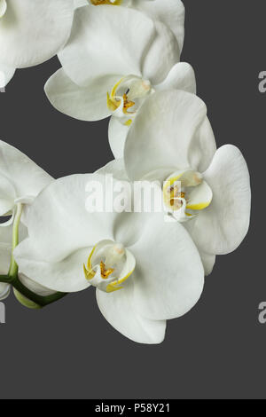 Weiße Orchideen (Phalaenopsis) auf grauem Hintergrund Stockfoto